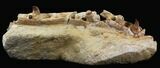 Fossil Mosasaur (Eremiasaurus) Jaw Section #31776-1